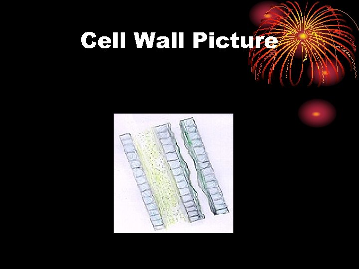 Cell Wall Picture 