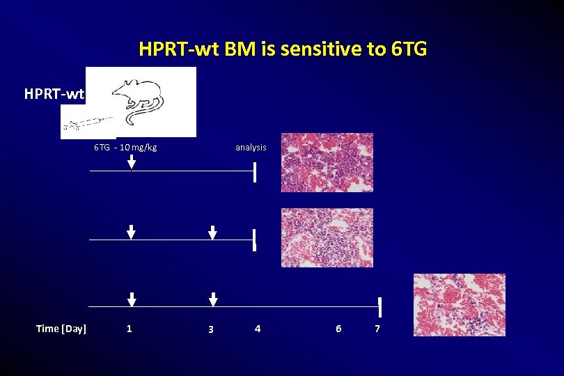 HPRT-wt BM is sensitive to 6 TG HPRT-wt 6 TG - 10 mg/kg Time