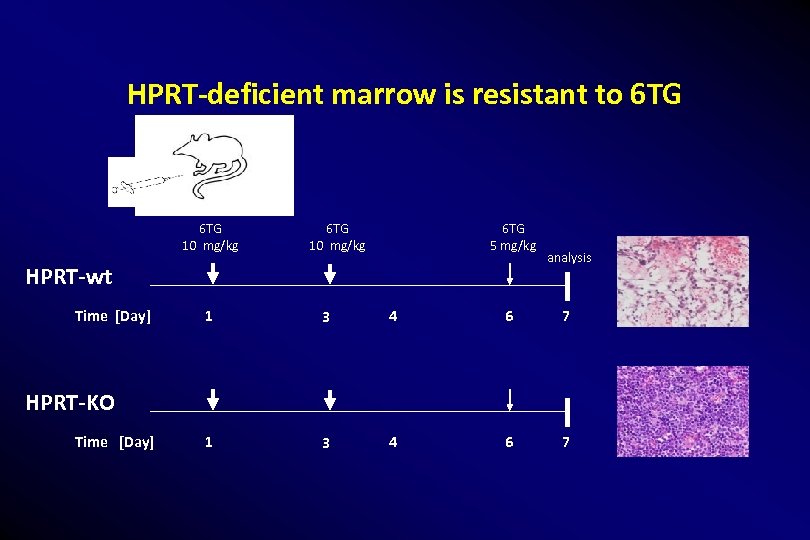 HPRT-deficient marrow is resistant to 6 TG 10 mg/kg 6 TG 5 mg/kg HPRT-wt