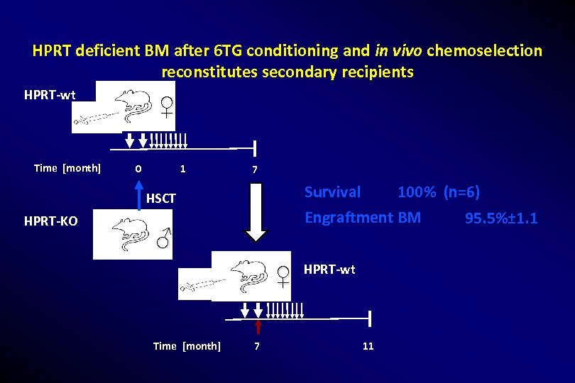 HPRT deficient BM after 6 TG conditioning and in vivo chemoselection reconstitutes secondary recipients