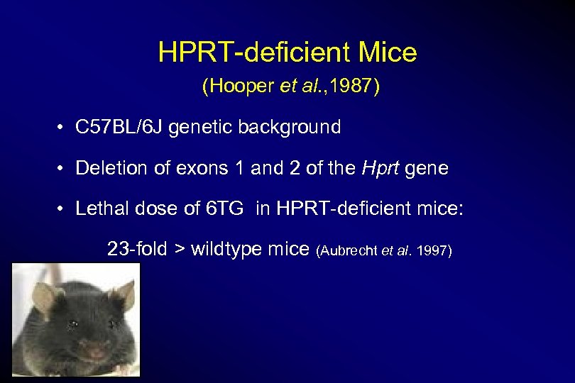 HPRT-deficient Mice (Hooper et al. , 1987) • C 57 BL/6 J genetic background