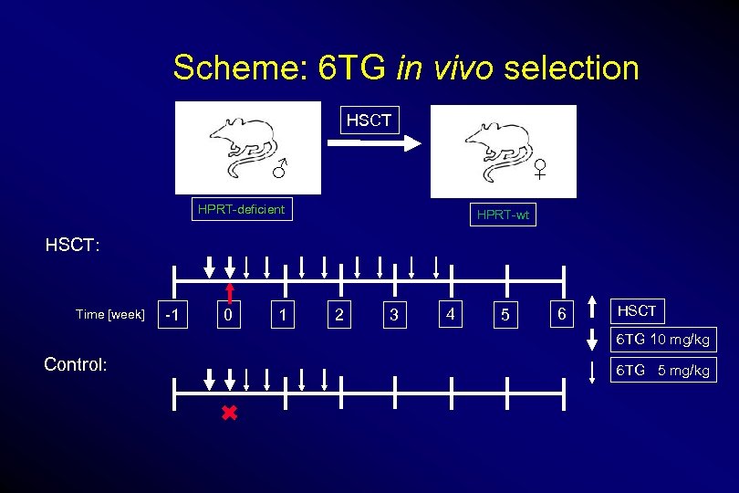 Scheme: 6 TG in vivo selection HSCT ♀ ♂ HPRT-deficient HPRT-wt HSCT: Time [week]