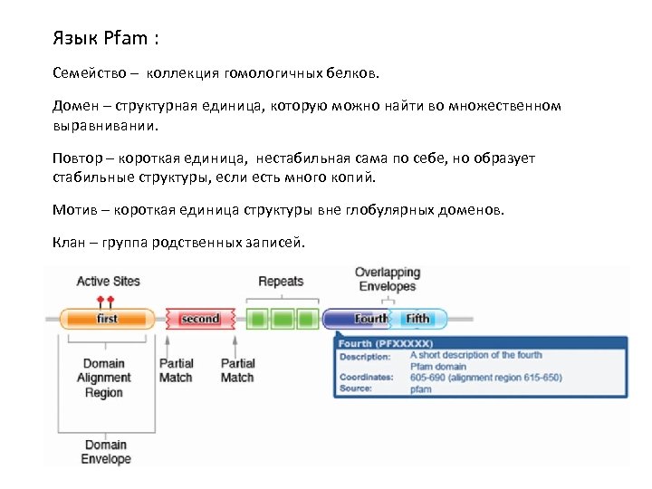 Язык Pfam : Семейство – коллекция гомологичных белков. Домен – структурная единица, которую можно