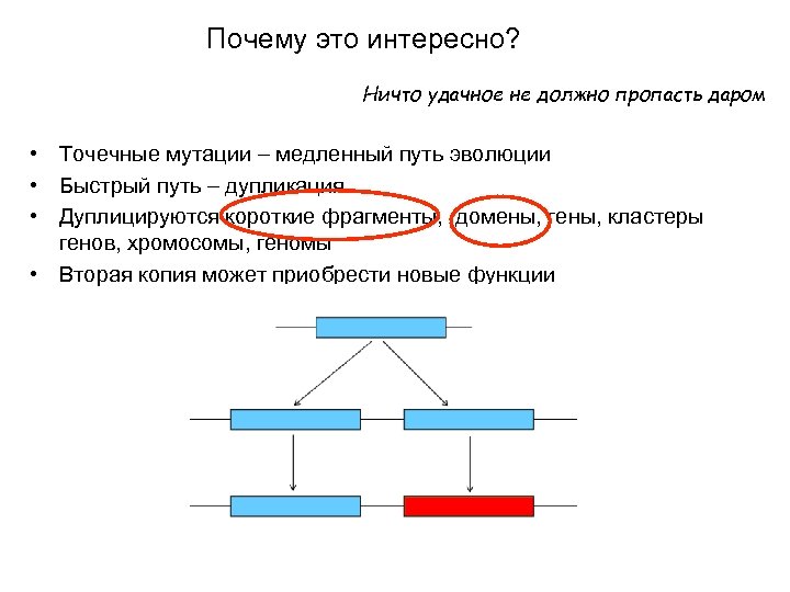 Почему это интересно? Ничто удачное не должно пропасть даром • Точечные мутации медленный путь