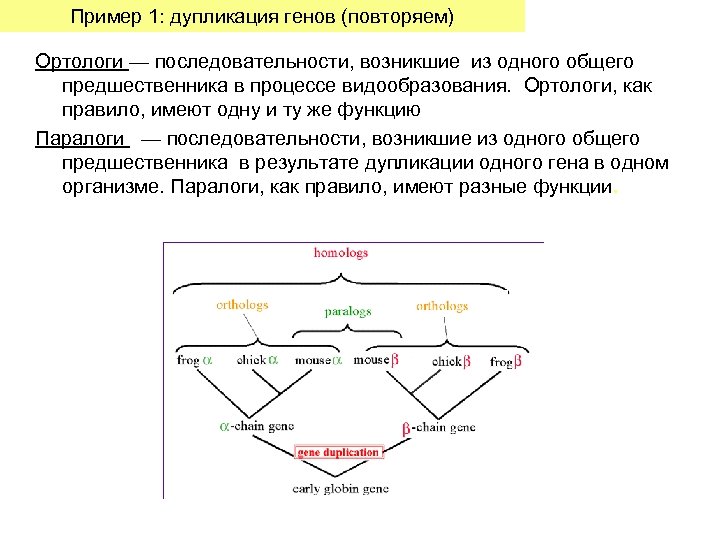 Пример 1: дупликация генов (повторяем) Ортологи — последовательности, возникшие из одного общего предшественника в