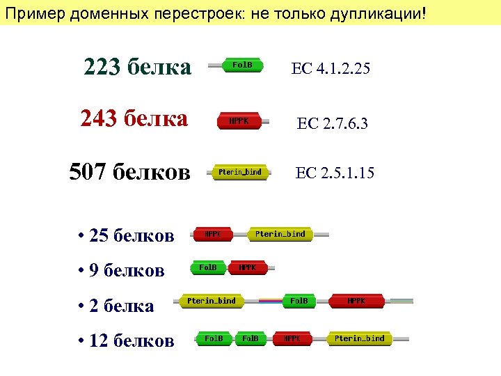 Пример доменных перестроек: не только дупликации! 223 белка ЕС 4. 1. 2. 25 243