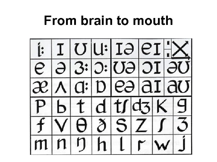 From brain to mouth 