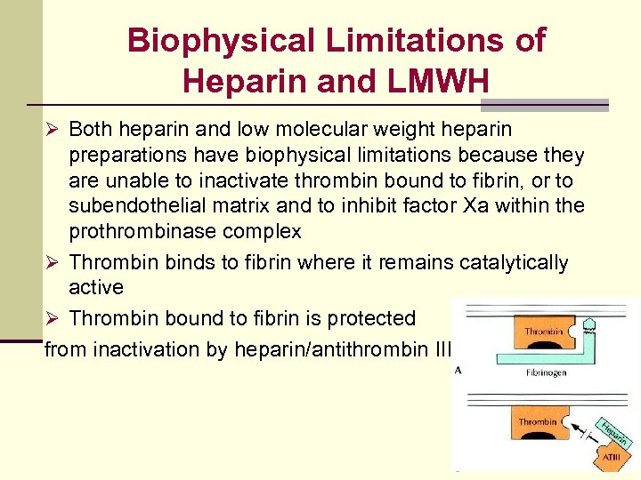 Biophysical Limitations of Heparin and LMWH Ø Both heparin and low molecular weight heparin