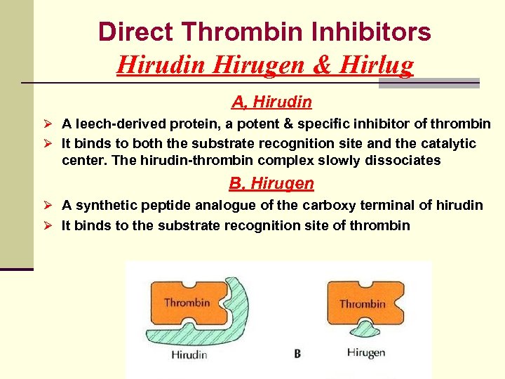 Direct Thrombin Inhibitors Hirudin Hirugen & Hirlug A, Hirudin Ø A leech-derived protein, a