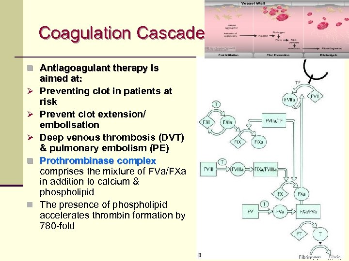 Coagulation Cascade n Antiagoagulant therapy is Ø Ø Ø n n aimed at: Preventing