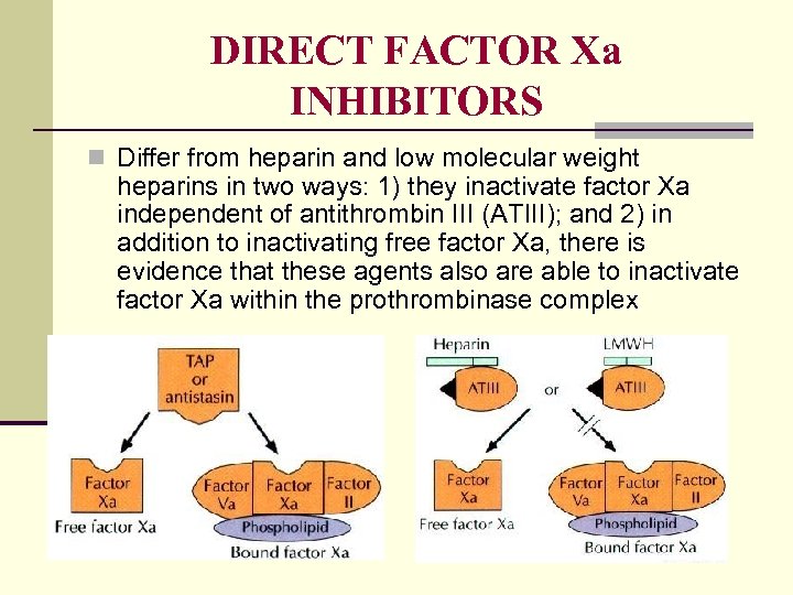 DIRECT FACTOR Xa INHIBITORS n Differ from heparin and low molecular weight heparins in