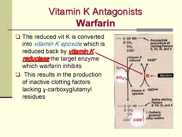 Vitamin K Antagonists Warfarin q The reduced vit K is converted into vitamin K