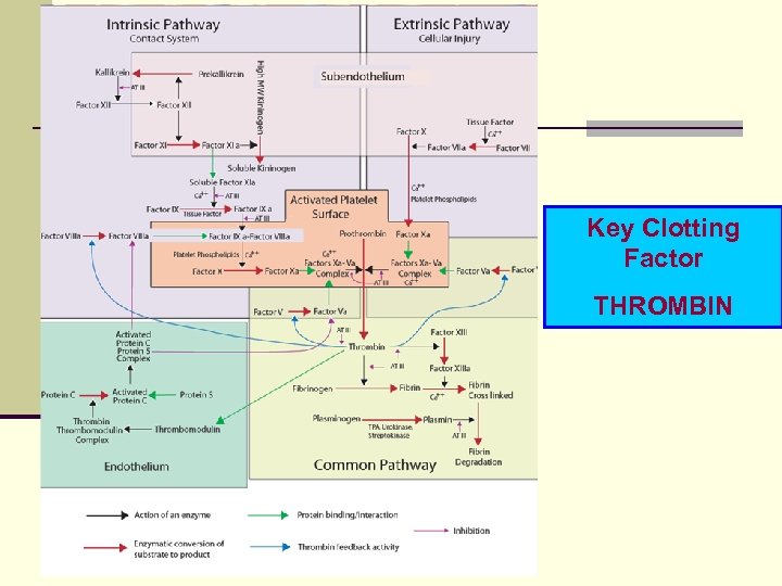 Key Clotting Factor THROMBIN 