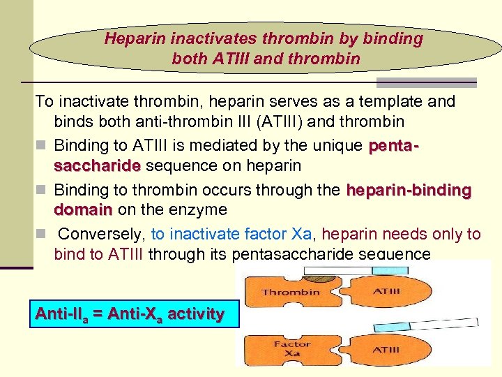 Heparin inactivates thrombin by binding both ATIII and thrombin To inactivate thrombin, heparin serves