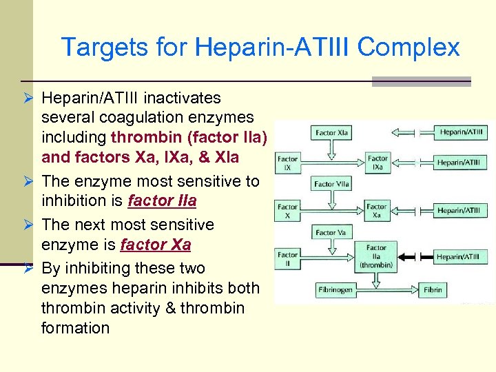 Targets for Heparin-ATIII Complex Ø Heparin/ATIII inactivates several coagulation enzymes including thrombin (factor IIa)