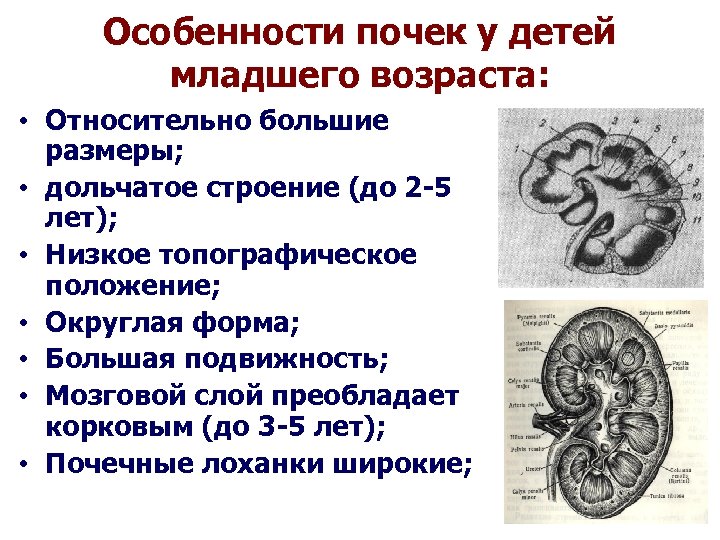 Заболевание почек особенности