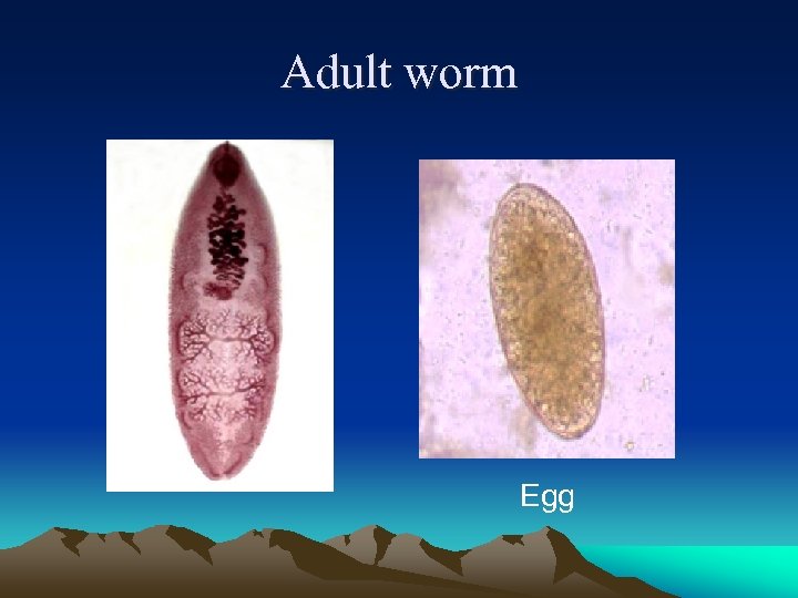 Adult worm Egg 