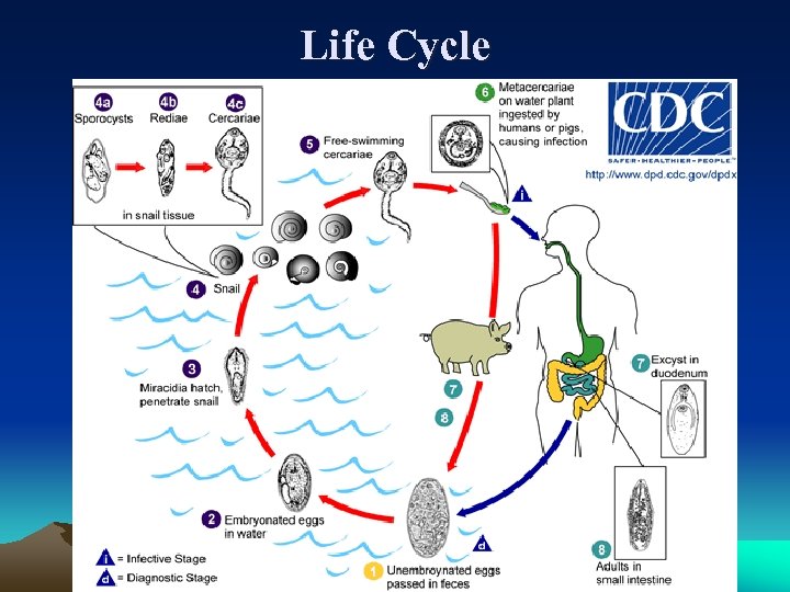 Life Cycle 