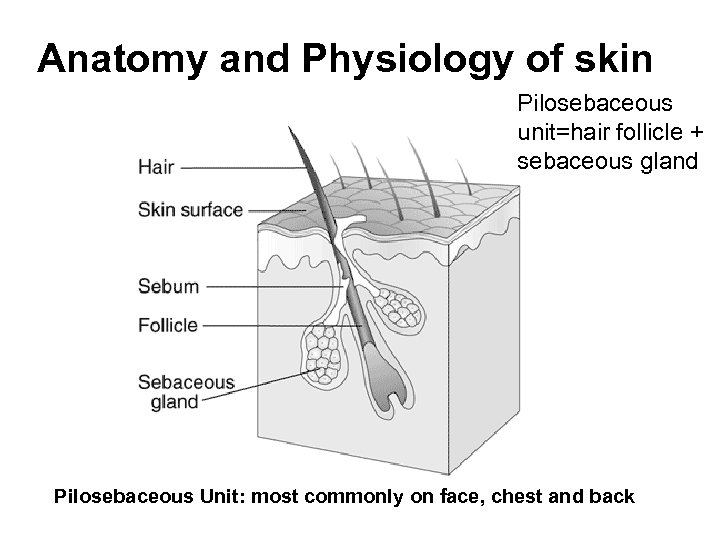 Anatomy and Physiology of skin Pilosebaceous unit=hair follicle + sebaceous gland Pilosebaceous Unit: most