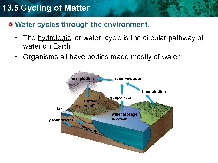 13. 5 Cycling of Matter Water cycles through the environment. • The hydrologic, or