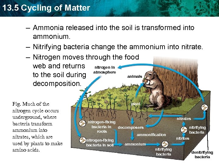 13. 5 Cycling of Matter – Ammonia released into the soil is transformed into