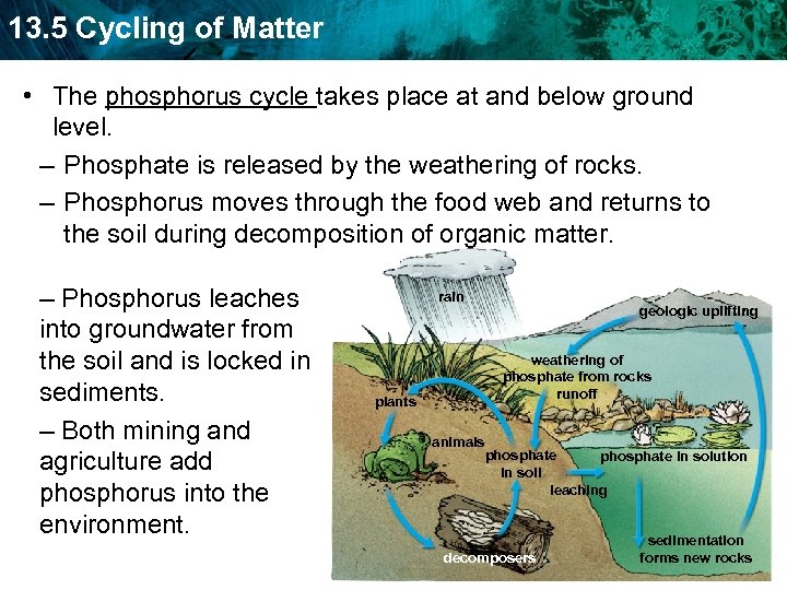 13. 5 Cycling of Matter • The phosphorus cycle takes place at and below