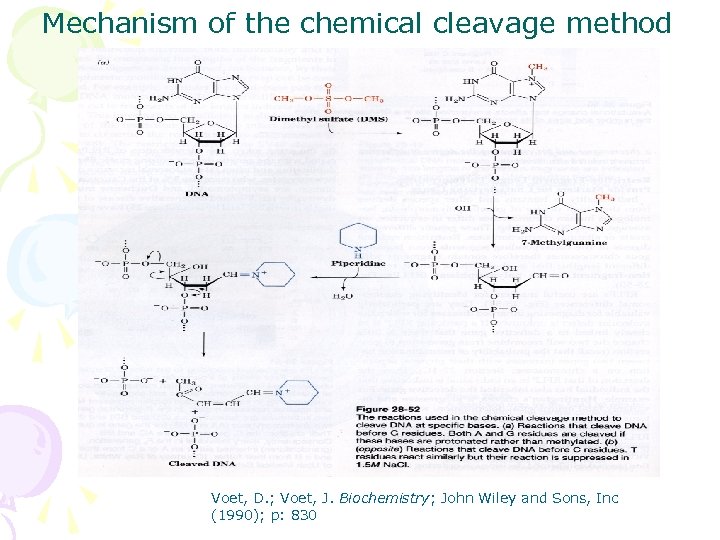 Mechanism of the chemical cleavage method Voet, D. ; Voet, J. Biochemistry; John Wiley