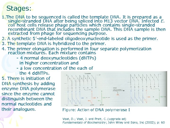 Stages: 1. The DNA to be sequenced is called the template DNA. It is