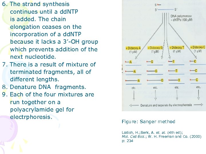 6. The strand synthesis continues until a dd. NTP is added. The chain elongation