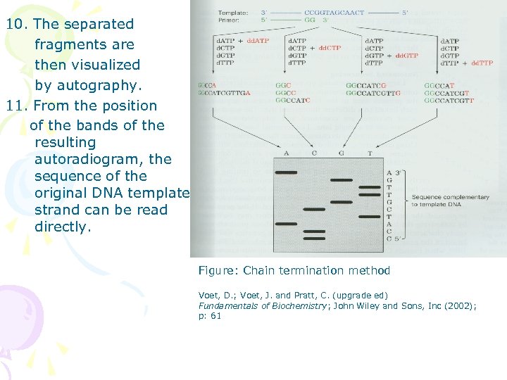 10. The separated fragments are then visualized by autography. 11. From the position of