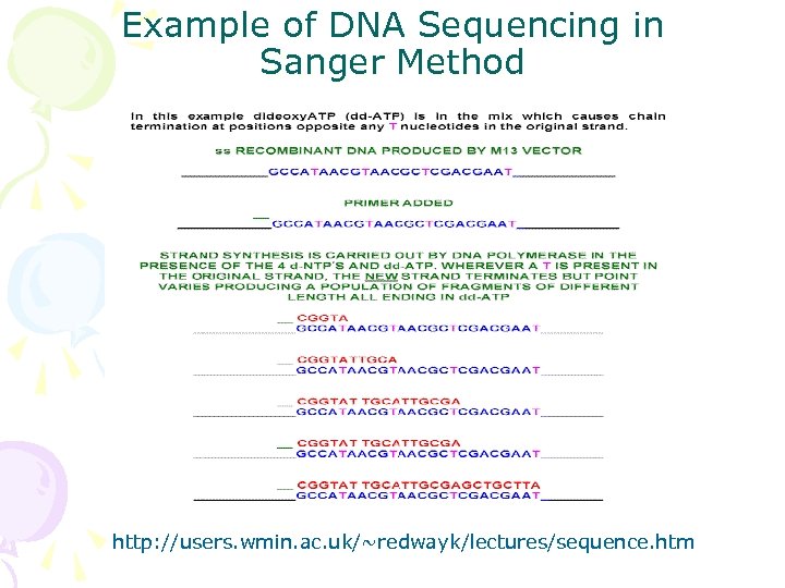 Example of DNA Sequencing in Sanger Method http: //users. wmin. ac. uk/~redwayk/lectures/sequence. htm 