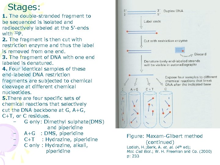 Stages: 1. The double-stranded fragment to be sequenced is isolated and radioactively labeled at