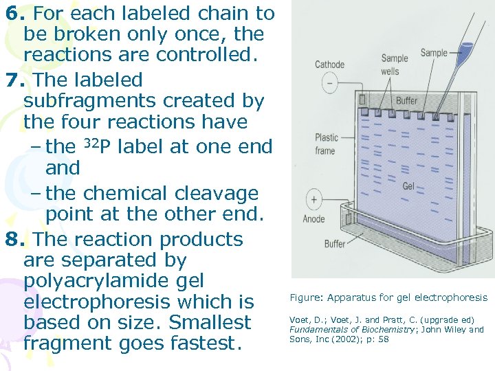 6. For each labeled chain to be broken only once, the reactions are controlled.