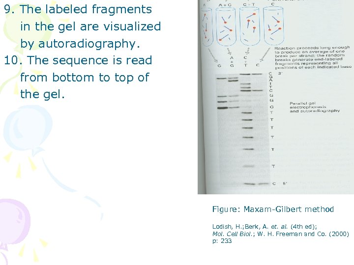 9. The labeled fragments in the gel are visualized by autoradiography. 10. The sequence