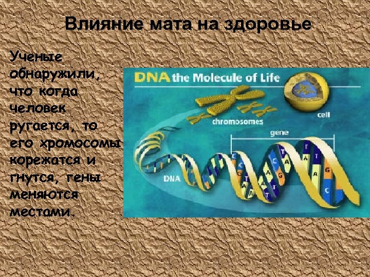 Влияние мата на здоровье Ученые обнаружили, что когда человек ругается, то его хромосомы корежатся