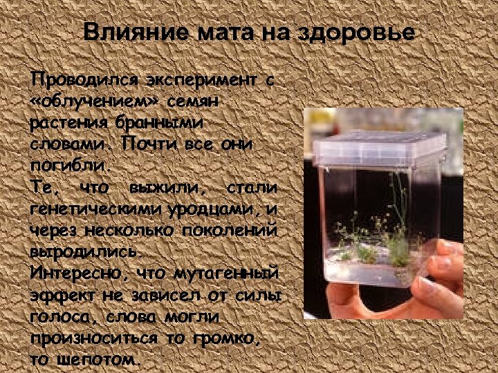 Влияние мата на здоровье Проводился эксперимент с «облучением» семян растения бранными словами. Почти все