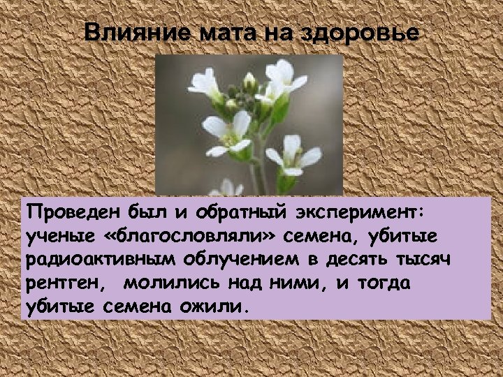 Влияние мата на здоровье Проведен был и обратный эксперимент: ученые «благословляли» семена, убитые радиоактивным