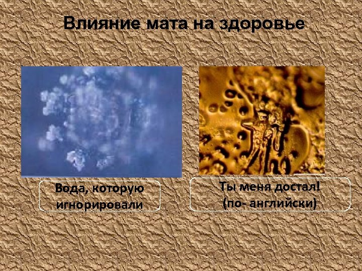 Влияние мата на здоровье Вода, которую игнорировали Ты меня достал! (по- английски) 