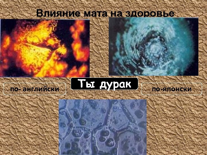 Влияние мата на здоровье по- английски Ты дурак по-японски 