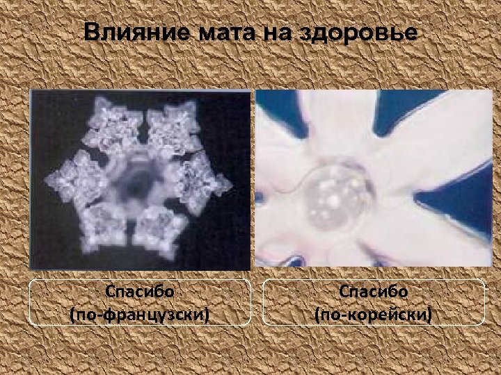 Влияние мата на здоровье Спасибо (по-французски) Спасибо (по-корейски) 