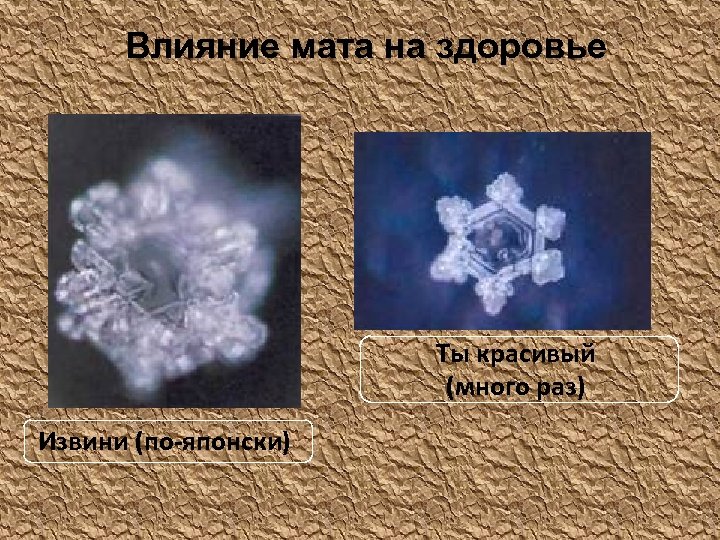 Влияние мата на здоровье Ты красивый (много раз) Извини (по-японски) 