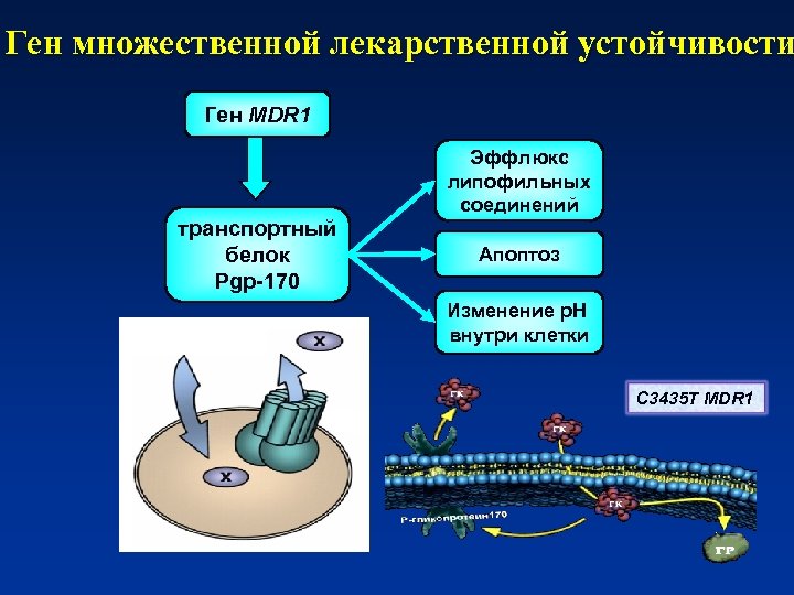 Ген множественной лекарственной устойчивости Ген MDR 1 Эффлюкс липофильных соединений транспортный белок Pgp-170 Апоптоз