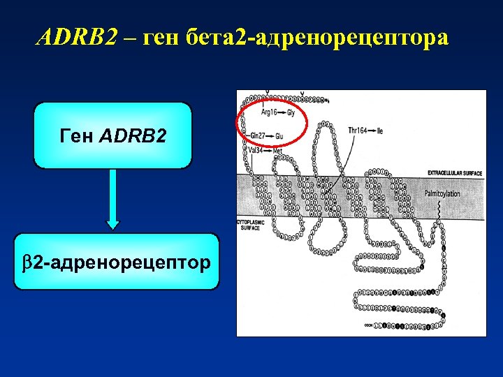 ADRB 2 – ген бета 2 -адренорецептора Ген ADRB 2 2 -адренорецептор 