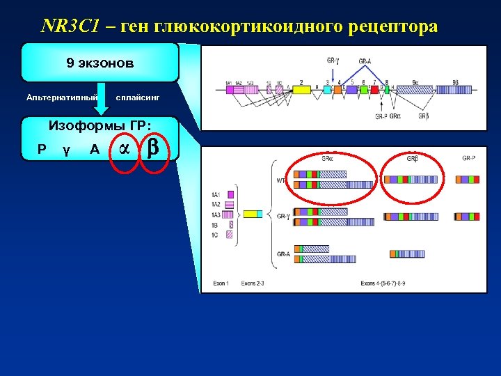 NR 3 C 1 – ген глюкокортикоидного рецептора 9 экзонов Альтернативный сплайсинг Изоформы ГР: