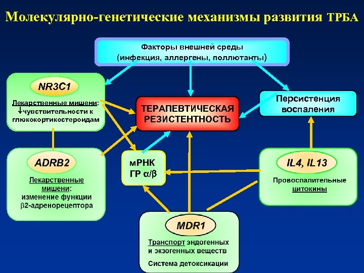 Молекулярно-генетические механизмы развития ТРБА Факторы внешней среды (инфекция, аллергены, поллютанты) NR 3 C 1