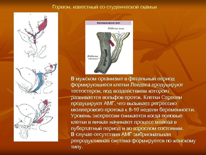 Гормон, известный со студенческой скамьи В мужском организме в фетальный период формирующиеся клетки Лейдега