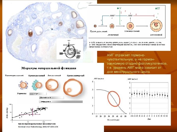 АМГ отражает гормоночувствительную, а не гормонзависимую стадию фолликулогенеза, т. е. уровень АМГ мало зависит