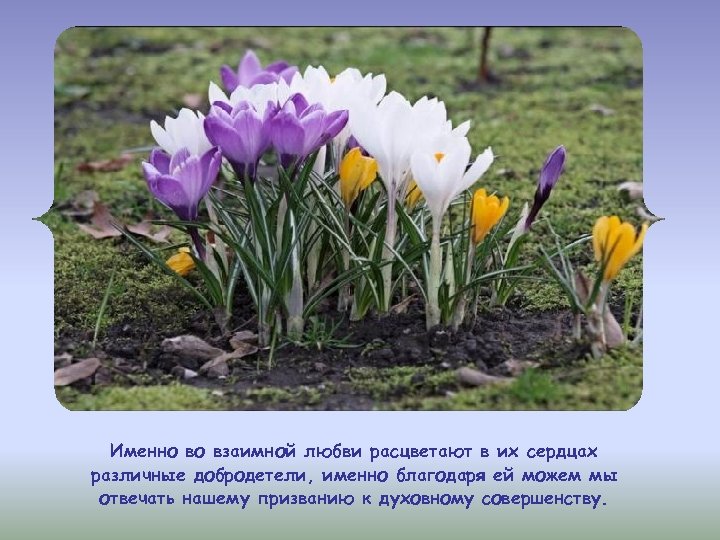 Именно во взаимной любви расцветают в их сердцах различные добродетели, именно благодаря ей можем