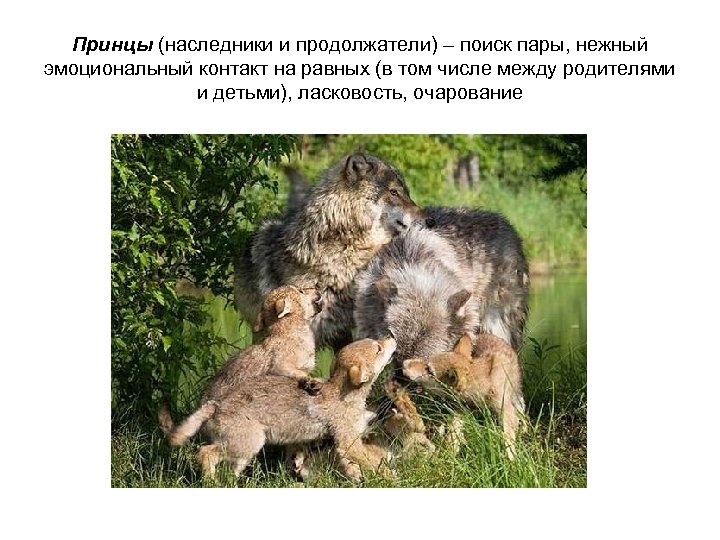 Принцы (наследники и продолжатели) – поиск пары, нежный эмоциональный контакт на равных (в том