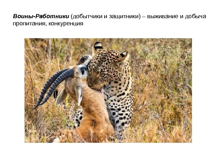 Воины-Работники (добытчики и защитники) – выживание и добыча пропитания, конкуренция 